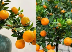 Quất ăn được, nhưng quất cảnh sau Tết có nên dùng làm thực phẩm?