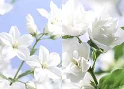 Tháng sinh Âm lịch của người quyết đoán: Số mệnh tôi luyện thành người dẫn đầu