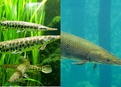 Tin mới về vụ 10 người bị ngộ độc do ăn trứng cá cảnh