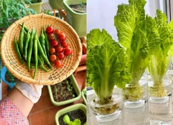 Từ chê "trồng rau là phong trào" đến nghiện thu hoạch: Lần đầu tôi hiểu vì sao người thành phố mê làm nông tại nhà