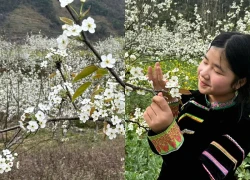 [Ảnh] Hoa lê nở trắng trời biên giới Phố Bảng