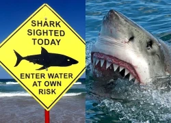 Australia: Cảnh báo đề phòng cá mập sau các trận lũ ở Sydney