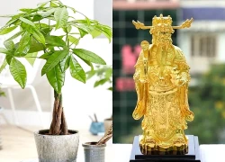 Cách kích hoạt cung tài lộc thu hút tiền tài hiệu quả ngay từ đầu năm mới