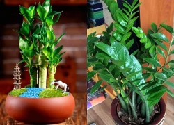 Đặt 6 loại cây này trước bàn thờ Thần Tài để thu hút tài lộc