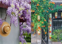 Đừng dại trồng 8 loại cây này trong nhà và sân vườn: Đẹp trước mắt, "đau ví" về sau