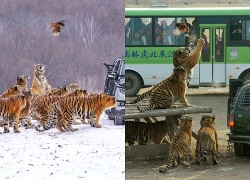Được 'vỗ béo' quá đà dịp Tết, gần 200 con hổ Trung Quốc phải ăn kiêng