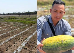 Gần 25ha dưa hấu phơi nắng, thối rữa ngoài ruộng, thiệt hại hàng tỷ đồng