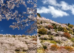 Kyushu Nơi hoa anh đào nở sớm nhất tại Nhật Bản