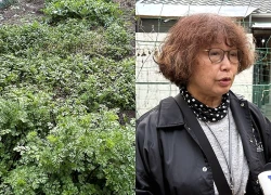 Kobe - Những luống rau nối nhịp cầu văn hóa