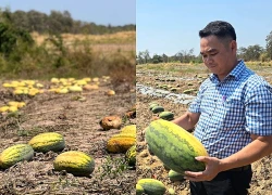 Luật sư nói về vụ cọc hơn 7 tỷ nhưng để 25ha dưa hấu thối ngoài ruộng