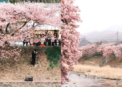 Mùa hoa anh đào bắt đầu, tour Nhật hút khách Việt