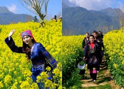 Sắc vàng hoa cải phủ kín triền núi dưới chân Fansipan, hút khách check-in