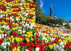 Tulip nở rực trên núi Bà Đen, hút du khách check-in 'nóc nhà' Nam Bộ
