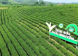 Liên kết tour sinh thái vùng chè, gia tăng sức hút của du lịch Thái Nguyên