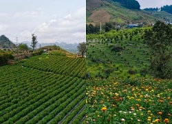 Mộc Châu: Check-in đồi hoa bất tử 4.000 m2 rực rỡ giữa cao nguyên