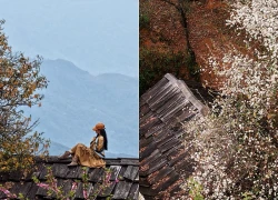 Sơn tra nở trắng Nậm Nghiệp, hút dân mê xê dịch lên vùng cao săn hoa