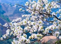 Về Điện Biên mùa hoa ban nở, dự Lễ hội Hoa Ban 2026