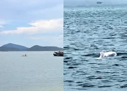 Đàn cá heo trắng xuất hiện ở đảo Cái Chiên, có con ánh hồng rất đẹp mắt