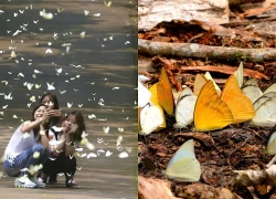 Mùa bướm đến sớm tại Vườn quốc gia Cúc Phương