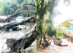 Mưa đá, gió giật mạnh làm đổ nhiều cây, hư hỏng ô tô ở Đền Hùng