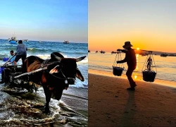 Nhọc nhằn gánh cá, kéo xe bò mưu sinh lúc bình minh, chạng vạng ở biển Đắk Lắk