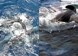 Phát hiện cá voi nhà táng biết 'đỡ đẻ' cho đồng loại
