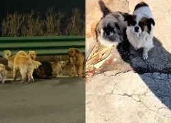 Sự thật clip 7 chú chó trốn khỏi lò mổ tìm đường về nhà, CĐM nghe mà sững sờ