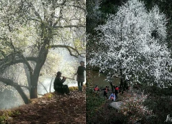 Bình yên mùa hoa sơn tra ở bản Nậm Nghiệp