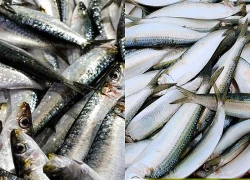 Không phải cá hồi: 3 loại cá 'bé xíu' giá rẻ đầy chợ Việt nhưng 'bổ ngang hàng'