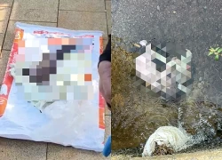 Phát hiện thi thể bé trai sơ sinh bên mương nước ở TPHCM