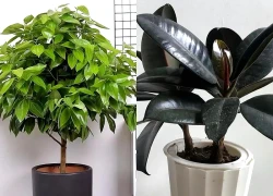 Phòng khách có 5 cây này, nhiều người tin kéo theo tài lộc, bình an và vận may