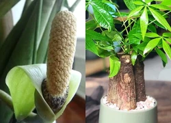 3 cây nở hoa là phúc lộc song hành, vận đỏ ghé thăm: Chúc mừng nhà nào sở hữu