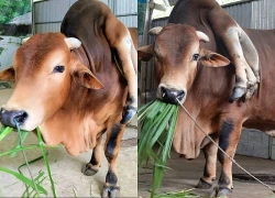 Chú bò đắt giá bậc nhất Việt Nam được trả 5 tỷ đồng mà chủ nhân không bán: Sở hữu điều rất đặc biệt