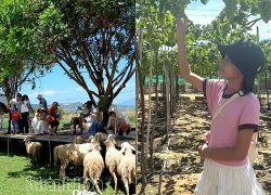 Du xuân qua miền nắng gió