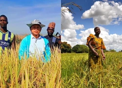 Lão nông Trung Quốc ví như "Thần Nông", được cảnh sát bảo vệ 24/7