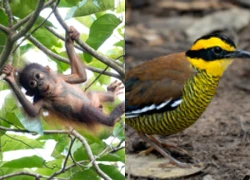 ‘Nhâm nhi’ hoang dã ở hòn đảo lớn thứ ba thế giới