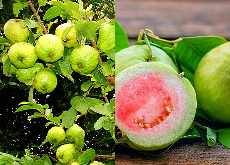 5 nhóm người không nên ăn ổi