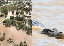 Cá sấu xuất hiện ở khắp nơi vì lũ, bang của Australia sơ tán dân khẩn cấp