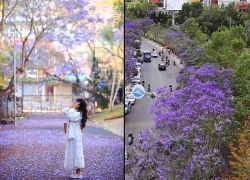 Đà Lạt vào mùa phượng tím, tour ngắm hoa giá chỉ từ 1,5 triệu đồng