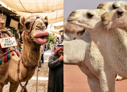 20 con lạc đà bị loại khỏi cuộc thi sắc đẹp tại Oman vì tiêm Botox và phẫu thuật thẩm mỹ
