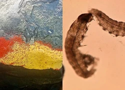 Hiện tượng "đá nở hoa" ở Đà Nẵng: Phát hiện bất ngờ về thực thể sống