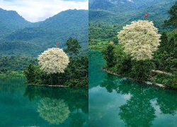 Khung cảnh cây sưa trắng muốt với lá cờ Tổ quốc tung bay bất ngờ gây sốt