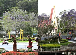 Lên Đà Lạt ngắm hoa phượng tím đang nở rộ