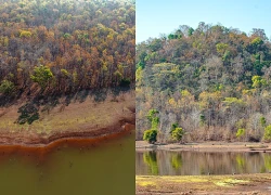 Ngắm rừng khộp Yok Đôn mùa thay lá rực sắc giữa đại ngàn Tây Nguyên
