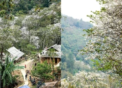 Rừng ban cổ Nặm Cứm gọi mời du khách