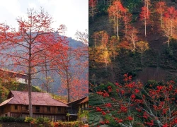 Sơn La: Sắc đỏ hoa gạo thắp lửa giữa đại ngàn Tây Bắc