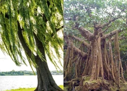 3 loại cây không nên trồng trước cổng nhà