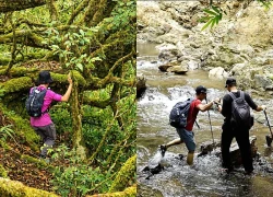 Băng qua rừng già