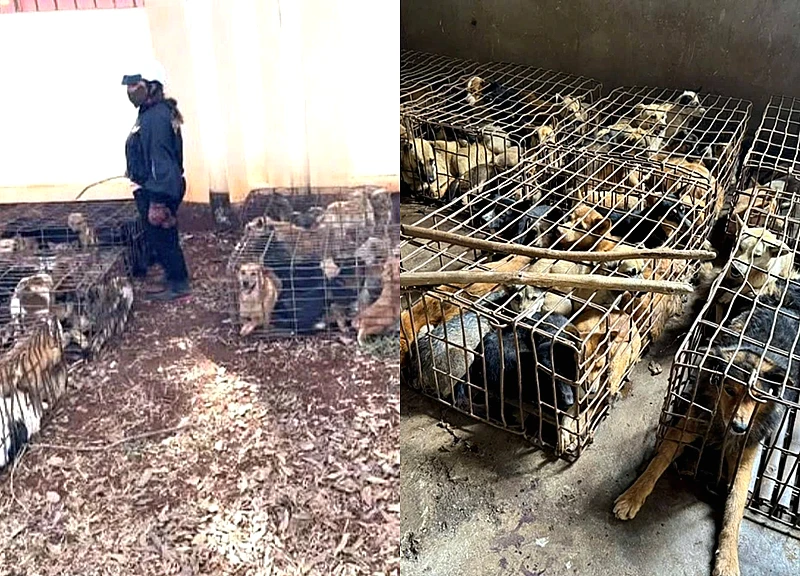 Công an thông báo tìm chủ nhân của 70 con chó nghi bị bắt trộm