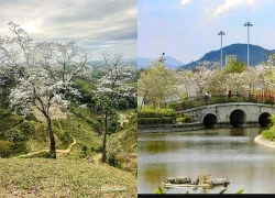 Điện Biên tháng 3: Chiêm ngưỡng sắc trắng hoa ban nở rộ và hành trình về miền lịch sử hào hùng